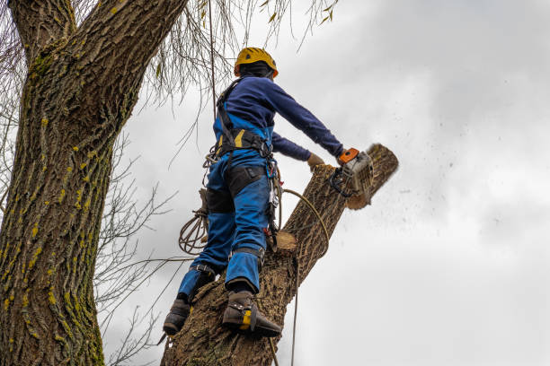 Bunnell, FL Tree Services Company